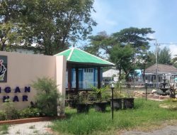Pohon Palem Bismark Silver Mati,Duit Jutaan Rupiah Sia-Sia