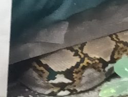 Kaget Lihat Ular Python Panjang 3 Meter, Solikhan Warga Jati Sidoarjo Langsung Lapor Call Center 112 dan Responnya