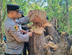 Polisi Berhasil Ungkap Kasus Ilegal Loging di Taman Nasional Baluran Situbondo