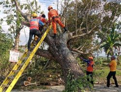 Gara-Gara Pohon Tumbang Mengakibatkan Tertutupnya Akses Jalan di Desa Locare dan Karanganyar