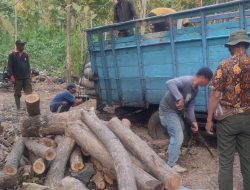 Kayu Jati Masih Menjadi Kayu Yang Berkualitas Bagi Perum Perhutani