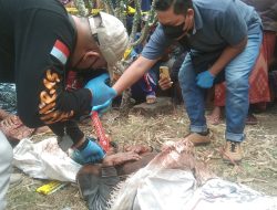 Penemuan Mayat Terbungkus Karung Menggegerkan Warga Desa Alastlogo dusun Gunung Awu Kec Lekok