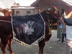 Hari Raya Idul Adha 1444 H, Nasim Khan Qurban Sapi dan Puluhan Kambing