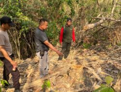 Pelaku illegal logging Terpaksa Berurusan Dengan Hukum