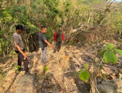 Pelaku illegal logging Terpaksa Berurusan Dengan Hukum