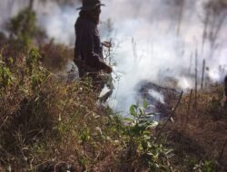 Cuaca Panas Membuat Sijago Merah kembali Melahap Hutan