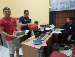 Ganja 1 Kg Siap Edar di Bondowoso Digagalkan, Satu Pelaku Diringkus