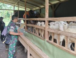 Singgah Ke Peternak Kambing, Babinsa Koramil Tlogosari Titip Ini