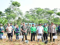 Kodim 0822 Bondowoso Melaksanakan Penanaman Perdana Jagung Serentak bersama Forkopimda