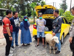 Polisi Bekuk Pasutri Pelaku Curhewan Kambing Pakai Mobil Mewah