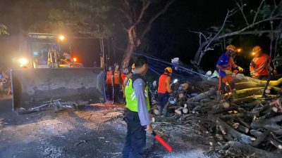 Polsek Prajekan Gerak Cepat Tangani Pohon Tumbang yang Menutupi Akses Jalan