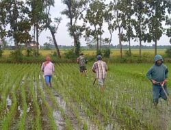Anggota Koramil 0822/04 Tenggarang,Babinsa Desa Gebang Ikut Bantu Petani