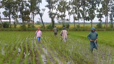 Anggota Koramil 0822/04 Tenggarang,Babinsa Desa Gebang Ikut Bantu Petani
