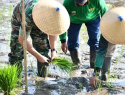 KEGIATAN GERAKAN TANAM DAN PANEN PADI VARIETAS INPARI SERENTAK DI DESA BATAAN KEC.TENGGARANG KAB.BONDOWOSO