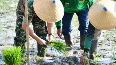 KEGIATAN GERAKAN TANAM DAN PANEN PADI VARIETAS INPARI SERENTAK DI DESA BATAAN KEC.TENGGARANG KAB.BONDOWOSO