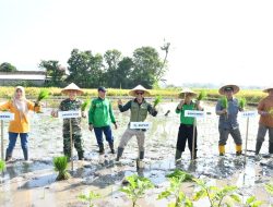 Pj.Bupati Bondowoso Drs.Bambang Soekwanto,Gelar Kegiatan Tanam dan Panen Padi Varietas Inpari