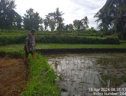 Garda Terdepan, Babinsa Koramil Tapen Bantu Atasi Hama Keong
