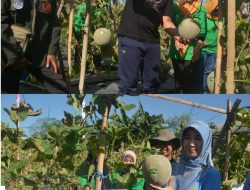 Drs.Bambang Soekwanto Selaku Pj Bupati,Gelar Kegiatan Panen Raya Petik Melon dan Semangka