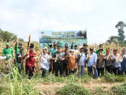 PJ Bupati Bambang Soekwanto Panen Jagung di Desa Bajuran Kec.Cerme