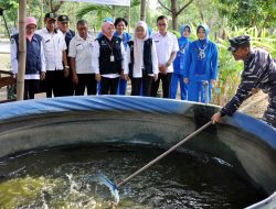 Panen Raya Program Ketahanan Pangan TNI AL, Kolatmar laksanakan Panen Ikan Lele Bersama