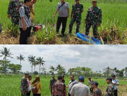 Kodim 0822 Bondowoso Dan Tim Satgas Antisipasi Darurat Pangan Wujudkan Swasembada Pangan Menuju Indonesia Maju dan Sejahtera