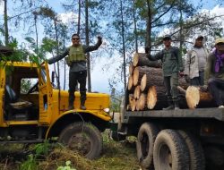 Perum Perhutani KPH Bondowoso Tinjau Langsung Kelokasi Penebangan Pinus