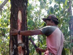 ADM PERHUTANI BONDOWOSO, MENGAPRESIASI CAPAIAN PRODUKSI GETAH DI RPH TAPEN BKPH WONOSARI