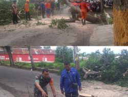 Akibat Pohon Tumbang, Babinsa dan Masyarakat Bekerja Cepat Amankan Jalan
