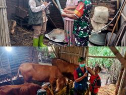 Babinsa Dawuhan dan Petugas Kesehatan Ternak Bersinergi untuk Lindungi Hewan dari PMK