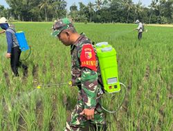 Petani Bondowoso Dibantu TNI: Babinsa dan PPL Gerak Cepat Kendalikan Hama Padi