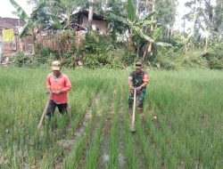 Pendampingan Pertanian Babinsa Kodim 0822 Perawatan Tanaman Padi di Poktan Usaha Tani III Kab Bondowoso