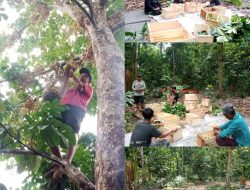 Petani Panen Buah Duku Komring:Panen Tahun ini Serasa Manis Dukunya