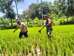 BABINSA DAMPINGI PETANI BERSIHKAN GULMA PADI