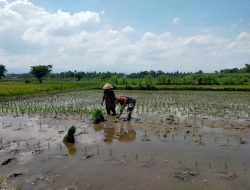PETANI TERKEJUT! BABINSA TURUN KE SAWAH TANAM PADI BERSAMA WARGA
