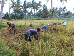 DAMPINGI PETANI PANEN PADI BABINSA DUKUNG PROGRAM KETAHANAN PANGAN DI KLABANG