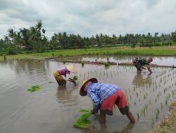 BABINSA TURUN SAWAH,TANAM PADI BERSAMA PETANI DI BONDOWOSO
