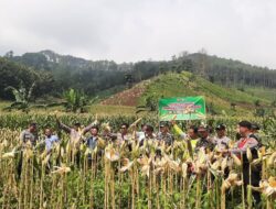Sukses HANPANGAN, Babinsa dan Petani Ucapkan Rasa Syukur