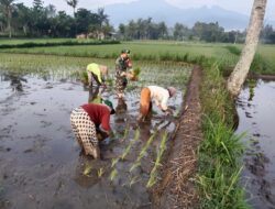 Pendampingan Hanpangan di Desa Kejawan, Babinsa Dampingi Petani Tanam Padi