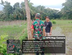 Minggu Produktif Bersama Babinsa: TNI dan Petani Sukseskan Program LTT