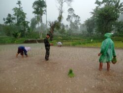 Senyum Bahagia Petani Ardisaeng di Tengah Hujan, Babinsa Serka Eko Budi Patrianto Turut Mendukung LTT