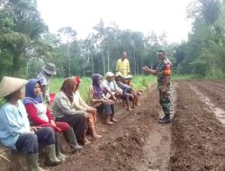 Babinsa Sosialisasikan Program Serapan Gabah kepada Petani di Maskuning Kulon Kab Bondowoso