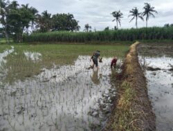 Babinsa 0822 Desa Blimbing Dampingi Petani dalam Giat Hanpangan
