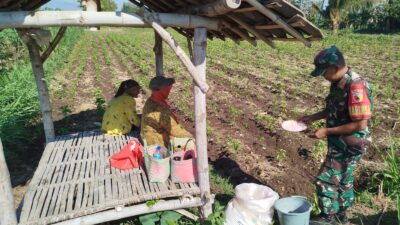 Pastikan Pupuk Subsidi Sampai Ke Petani, Petani Cabe Curhat Dengan Babinsa Botolinggo