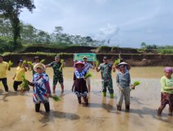 TNI Bersama Warga Gotong Royong Tanam Padi dalam Program TMMD Ke-123