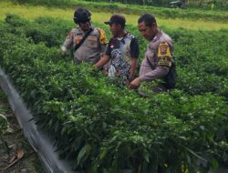 Bhabinkamtibmas mengecek ketahanan pangan tanaman lombok warga taman krocok