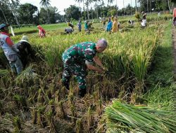 Babinsa Sumber Kemuning Dampingi Petani Panen Padi Di Tamanan