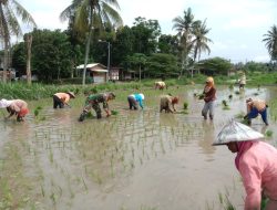 Babinsa Dampingi Petani Tanam Padi, Pastikan Ketahanan Pangan Terjaga