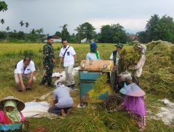 Harga Gabah Terjamin! Babinsa Dampingi Bulog Serap Hasil Panen Petani