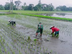 BABINSA DAWUHAN DAMPINGI PETANI DUKUNG KETAHANAN PANGAN
