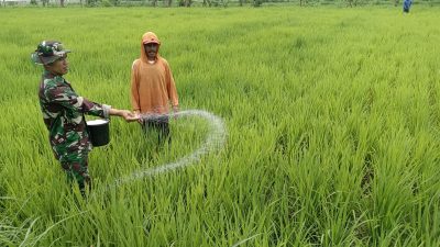 Babinsa Sertu Fauzi Dampingi Petani dalam Pemupukan Padi di Desa Petung Kab Bondowoso